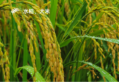 水稻、大米